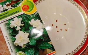 Gardenia-flower-Description-features-care-and-price-gardenia-15