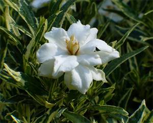 Gardenia variegated