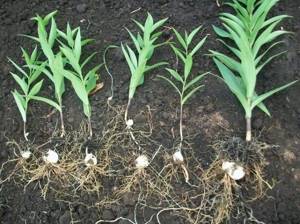 Где лучше посадить лилии: выбор участка и подготовка почвы