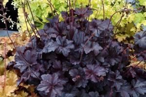 Гейхера мелкоцветковая обсидиан Heuchera-micrantha 'Obsidian' в дизайне сада фото