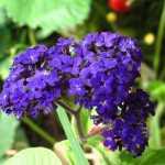 Heliotrope does not require special care