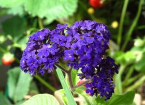 Heliotrope does not require special care