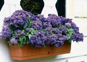 Heliotrope needs to be provided with sufficient lighting while protecting the above-ground part from direct sunlight