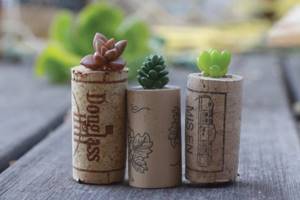 Ingenious miniature flowerpots for small plants made from wine corks