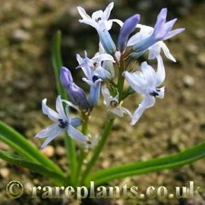 Transcaspian hyacinth - photo