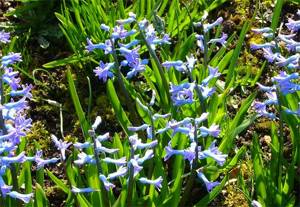 Oriental hyacinth - wild form
