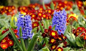 Hyacinths: planting and care in open ground