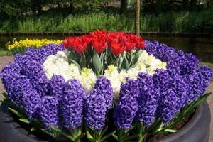 Hyacinths combine with almost all other spring bulbous flowers.