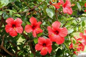 Hybrid hibiscus - Types of Chinese roses
