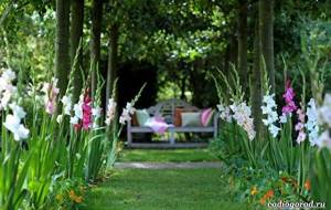 Gladiolus-flower-Description-features-types-and-care-of-gladioli-10