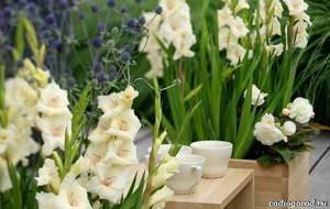 Gladiolus-flower-Description-features-types-and-care-of-gladioli-4