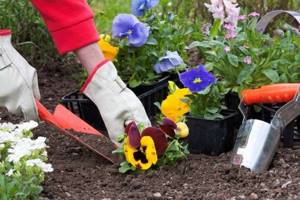 The main principles of caring for low-growing flowering plants