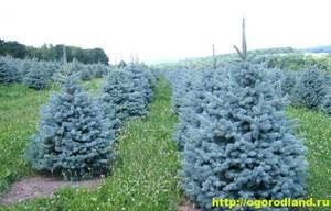 Blue spruce. Features of planting and care rules 3 