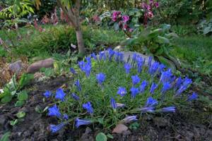 Gentian goes well with stone