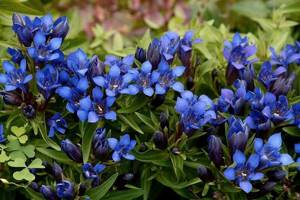 Gentian: combination with other plant species