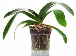 Pots for orchids. Which is better to buy: plastic, glass or... 