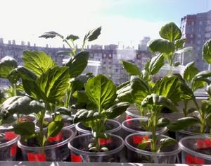 Aster seedlings ready for transplanting