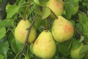Belorussian pear late