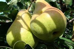 Pear Silk King