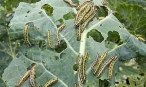 White butterfly caterpillars on cabbage