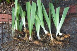 Winter storage - Caring for irises