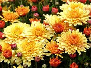 Chrysanthemum perennial