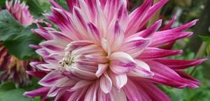 Chrysanthemum dahlias