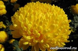 Хризантемы-цветы-Описание-особенности-виды-и-уход-за-хризантемами-1