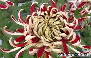 Chrysanthemums-flowers-Description-features-types-and-care-of-chrysanthemums-11