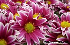 Chrysanthemums-flowers-Description-features-types-and-care-of-chrysanthemums-12