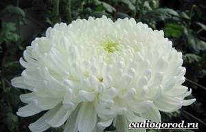Chrysanthemums-flowers-Description-features-types-and-care-of-chrysanthemums-14