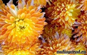 Хризантемы-цветы-Описание-особенности-виды-и-уход-за-хризантемами-15