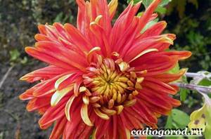 Chrysanthemums-flowers-Description-features-types-and-care-of-chrysanthemums-16