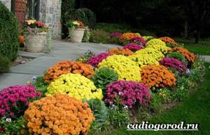 Chrysanthemums-flowers-Description-features-types-and-care-of-chrysanthemums-17