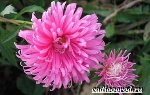 Chrysanthemums-flowers-Description-features-types-and-care-of-chrysanthemums-18