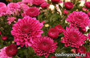 Chrysanthemums-flowers-Description-features-types-and-care-of-chrysanthemums-19