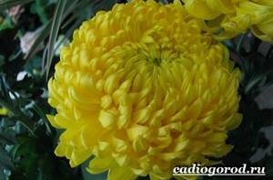 Chrysanthemums-flowers-Description-features-types-and-care-of-chrysanthemums-2