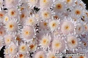 Chrysanthemums-flowers-Description-features-types-and-care-of-chrysanthemums-3