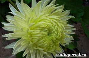 Chrysanthemums-flowers-Description-features-types-and-care-of-chrysanthemums-4