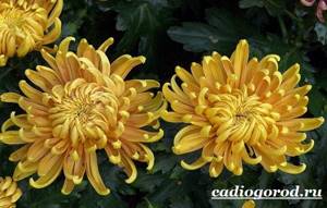 Хризантемы-цветы-Описание-особенности-виды-и-уход-за-хризантемами-5