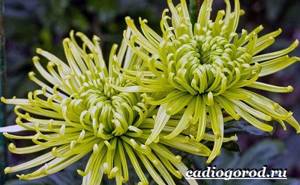 Chrysanthemums-flowers-Description-features-types-and-care-of-chrysanthemums-7