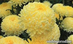Хризантемы-цветы-Описание-особенности-виды-и-уход-за-хризантемами-8