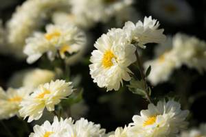 Chrysanthemums photo