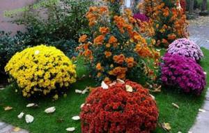 Garden perennial chrysanthemum varieties photo