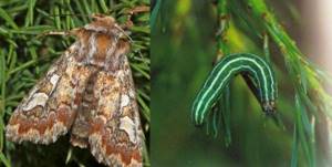 Conifer cutworm