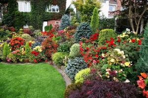 Conifers form the basis of the flower garden