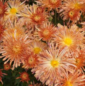 Needle chrysanthemum