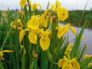 Swamp iris, false calamus or yellow