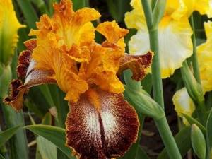 Bearded iris