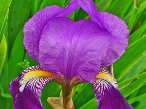 Iris germanica